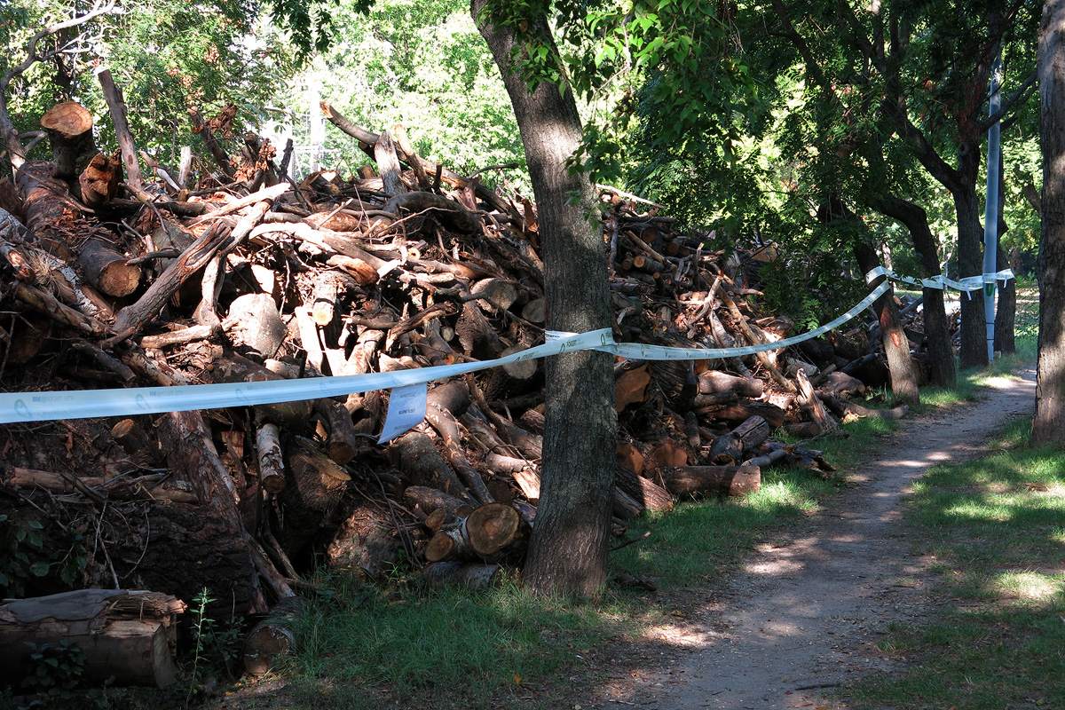Illustration for article titled Berreg a láncfűrész! Hullik a forgács!