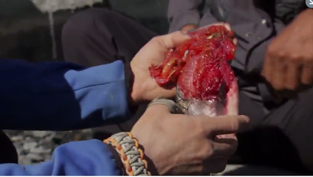 Obama elnök lazacdögöt evett Bear Gryllsszel