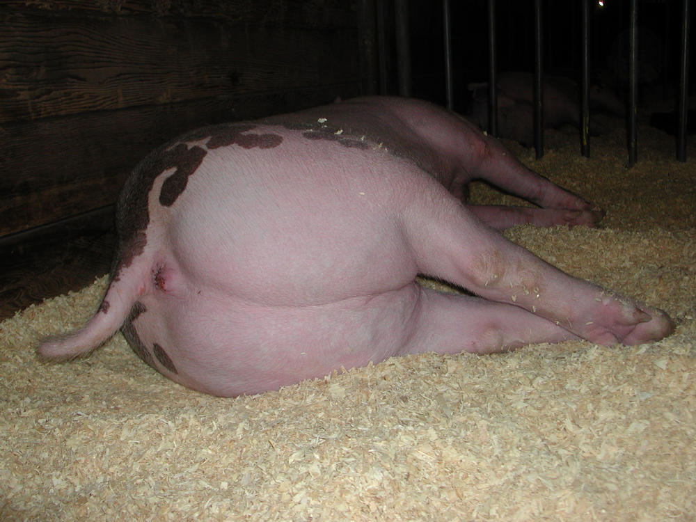 David Cameron leottóztatott egy disznót? Az semmi, ezt hallgasd meg! (18+)