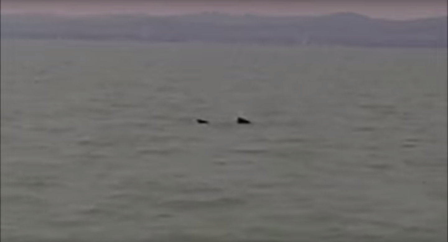 Cápaszerű szörnyet akasztott a Balatonban egy ismert médiavállalkozó