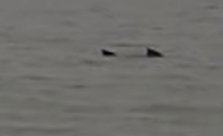 Illustration for article titled Cápaszerű szörnyet akasztott a Balatonban egy ismert médiavállalkozó