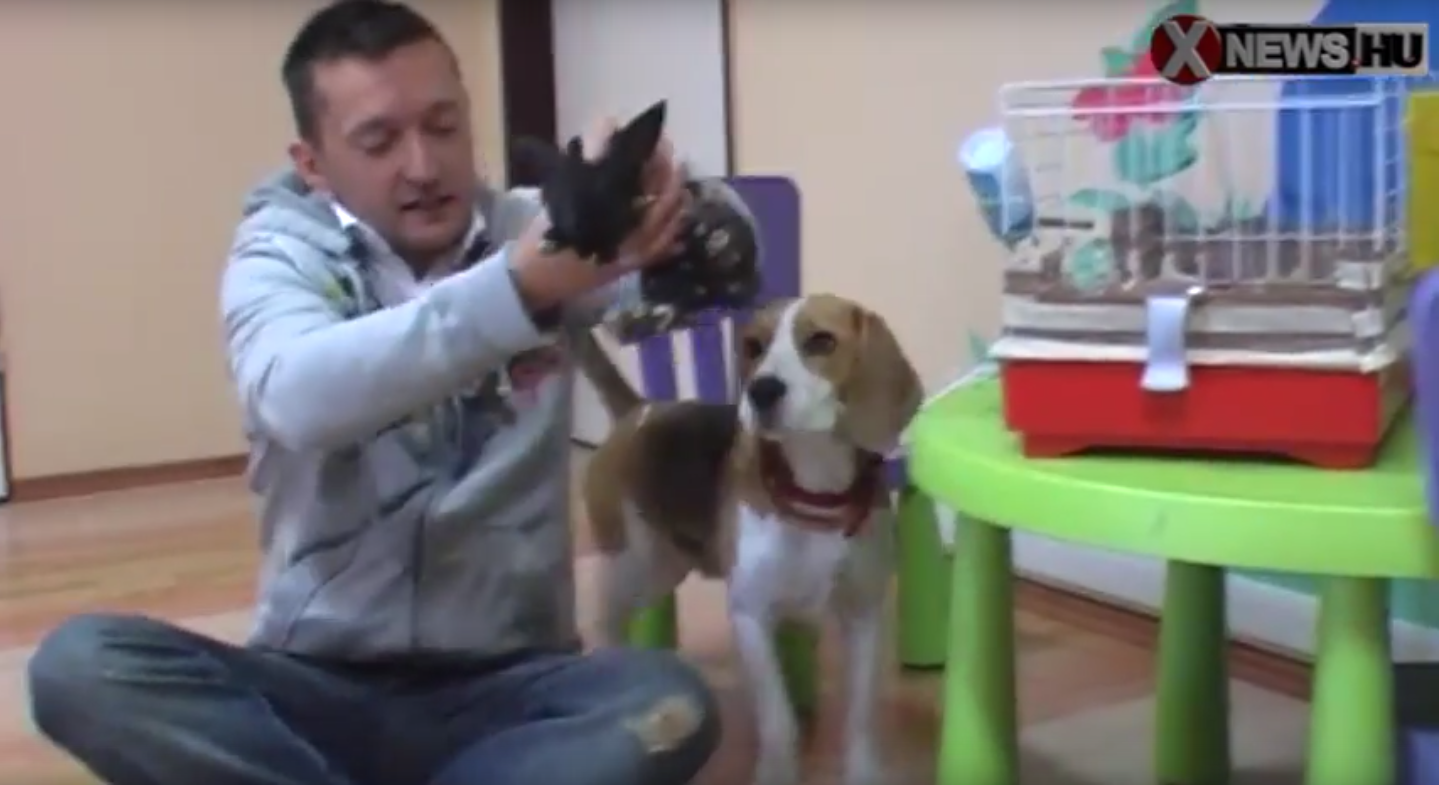 Illustration for article titled Orbán csendben beismerte, hogy Rogán politikailag vállalhatatlan figura