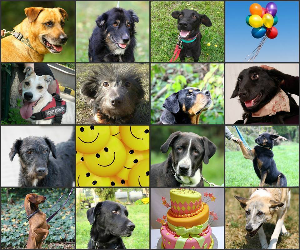 7 éves az Ebremény