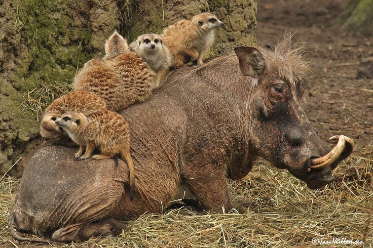 Mi a teendő vaddisznótámadás esetén?