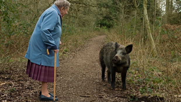 Illustration for article titled Mi a teendő vaddisznótámadás esetén?