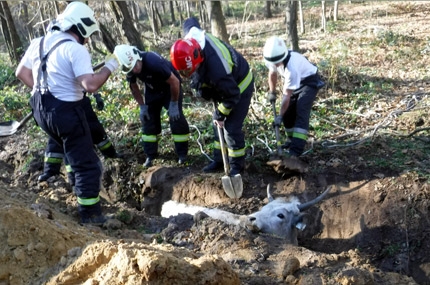Szürkemarhák hajtottak végre szabotázsakciót a libickozmai internethálózat ellen