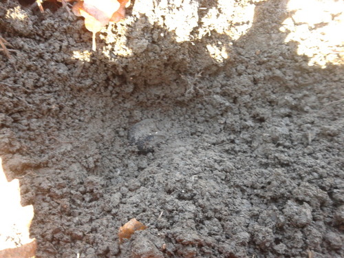 Illustration for article titled A világ legdrágább koleszos büdöszoknijának nyomában