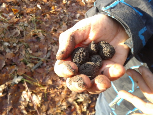 Illustration for article titled A világ legdrágább koleszos büdöszoknijának nyomában