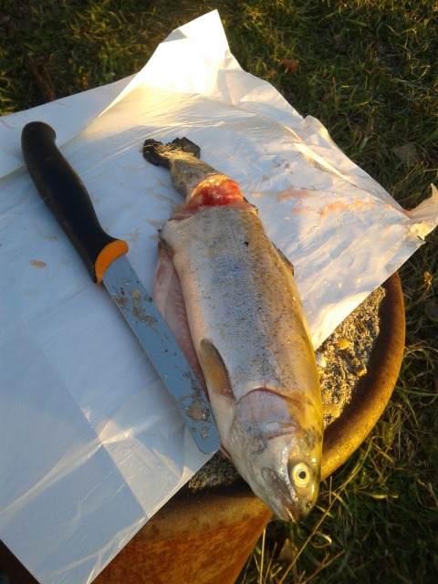 Illustration for article titled A világ legdrágább koleszos büdöszoknijának nyomában