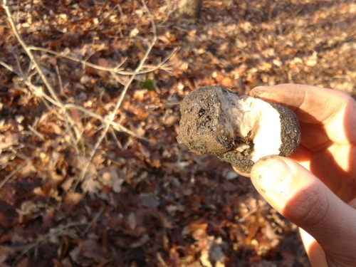 Illustration for article titled A világ legdrágább koleszos büdöszoknijának nyomában