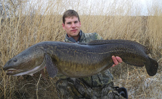 Illustration for article titled Győzött a horgászlobbi, a menyhal lett az év hala