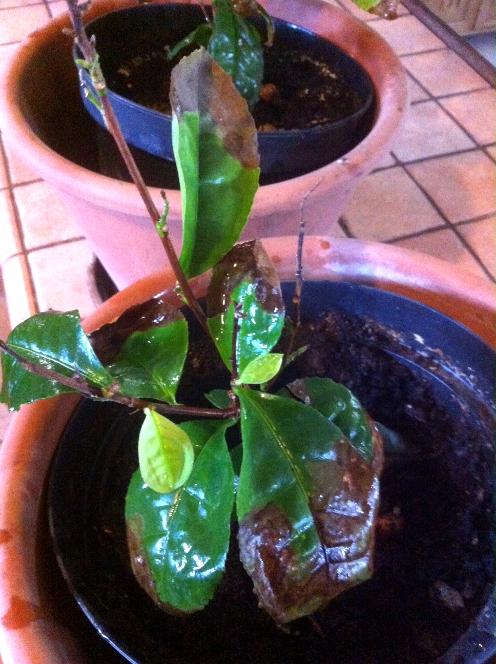 Valaki eredeti tartalmat gyártott a Kinjára!