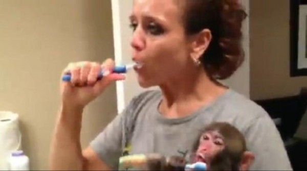 Visszaperelné a gazdája az IKEA-s jampec majmot