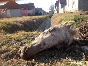 Levágott lófej a kiskunmajsai utcában