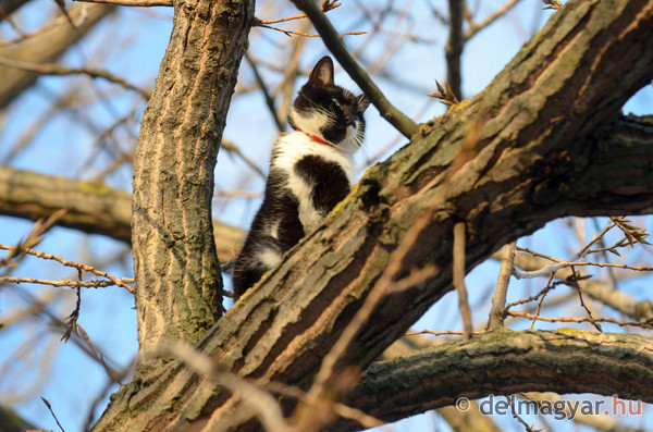 MAJDNEM BRÉKING: Megmenekült a fán ragadt szegedi macska!