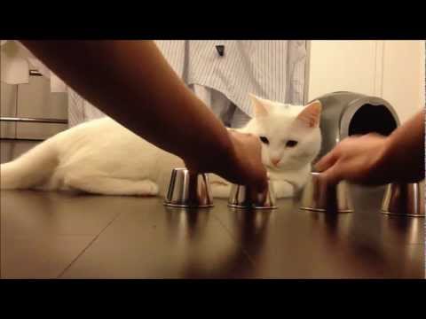 Citadellára ezzel a macskával!