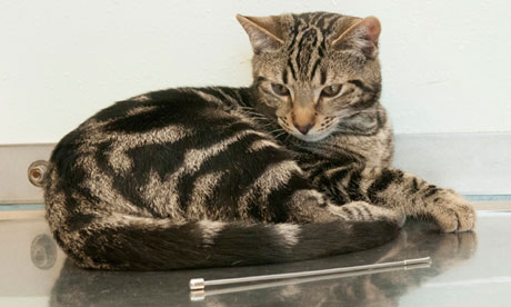 Illustration for article titled Antennát nyelt a tévéfüggő macska