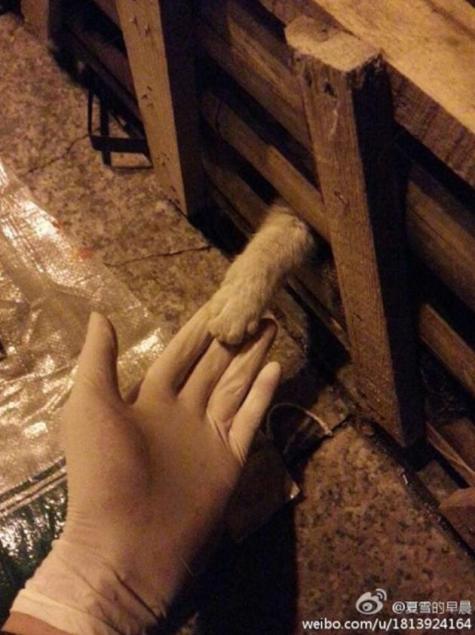 Elmaradt a kínai macskaholokauszt