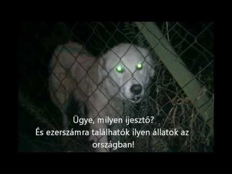 Fodor Gábornak és a Bajnainak annyi, itt a Kutyaellenes Párt