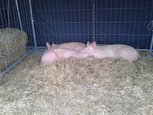 Jó nagy kamunak bizonyult az Első Budai Hentes Fesztivál