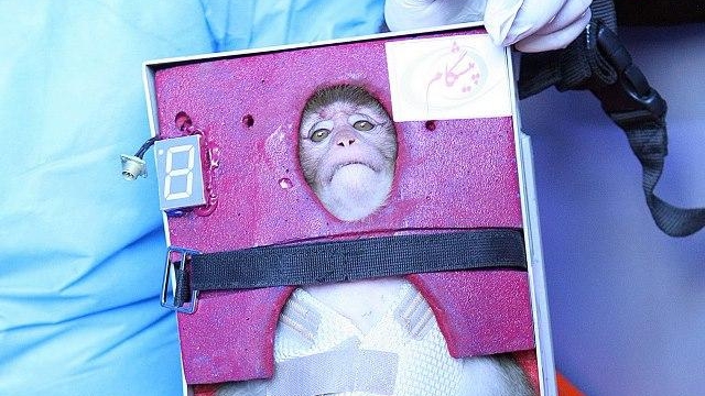 Mai majomhírek: ezt a szerencsétlen majmot lőtte ma ki Irán az űrbe