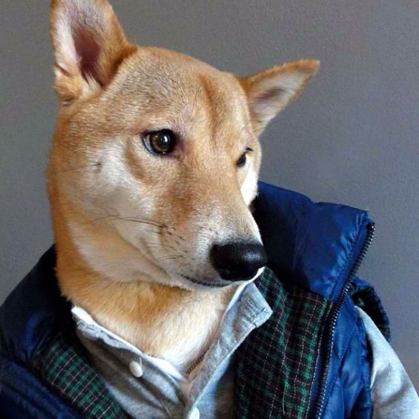 Ez történt, amíg aludtál: svág kutya, brit tudósok