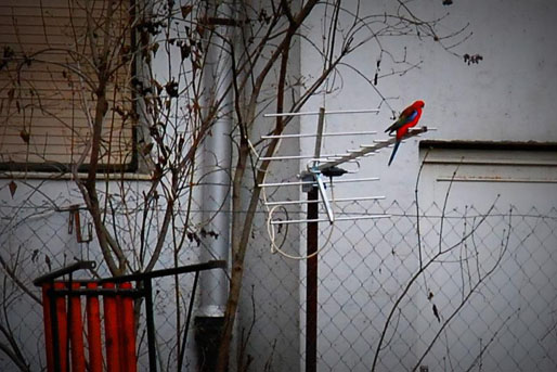 Papagájok mindenütt, még az Újlipótvárosban is