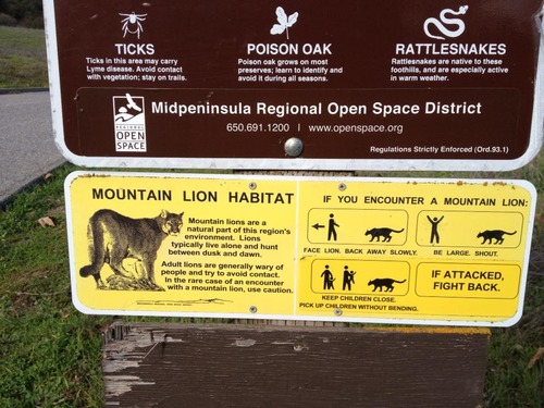 Mit tegyünk, ha megtámad egy puma? Legyünk nagyok és támadjuk meg!