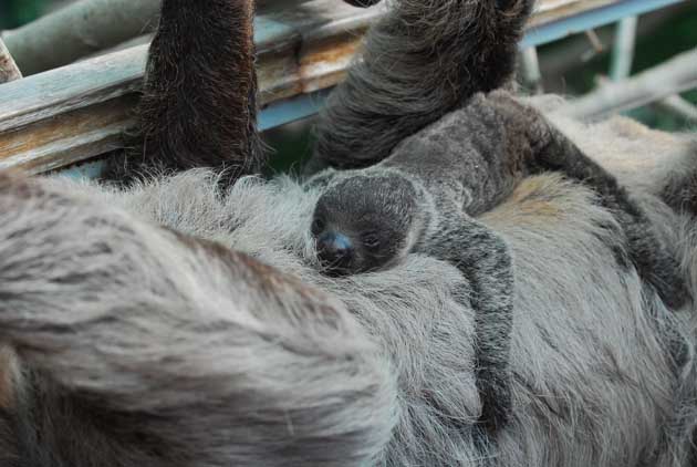 Robbant a cukiságbomba: kislajhár született az állatkertben