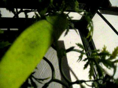 Kaméleont dobozból