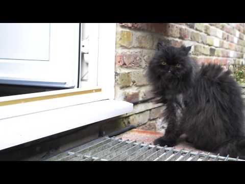 UFO a brüsszeli XVII.Magyar Bálon