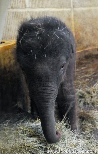 Az elefánt szájjal szopik, viszont nem lehet úgy megfejni, mint a tehenet
