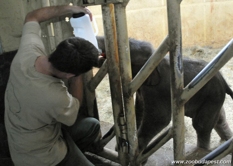 Cukiságbréking: szopott a budapesti elefántbébi