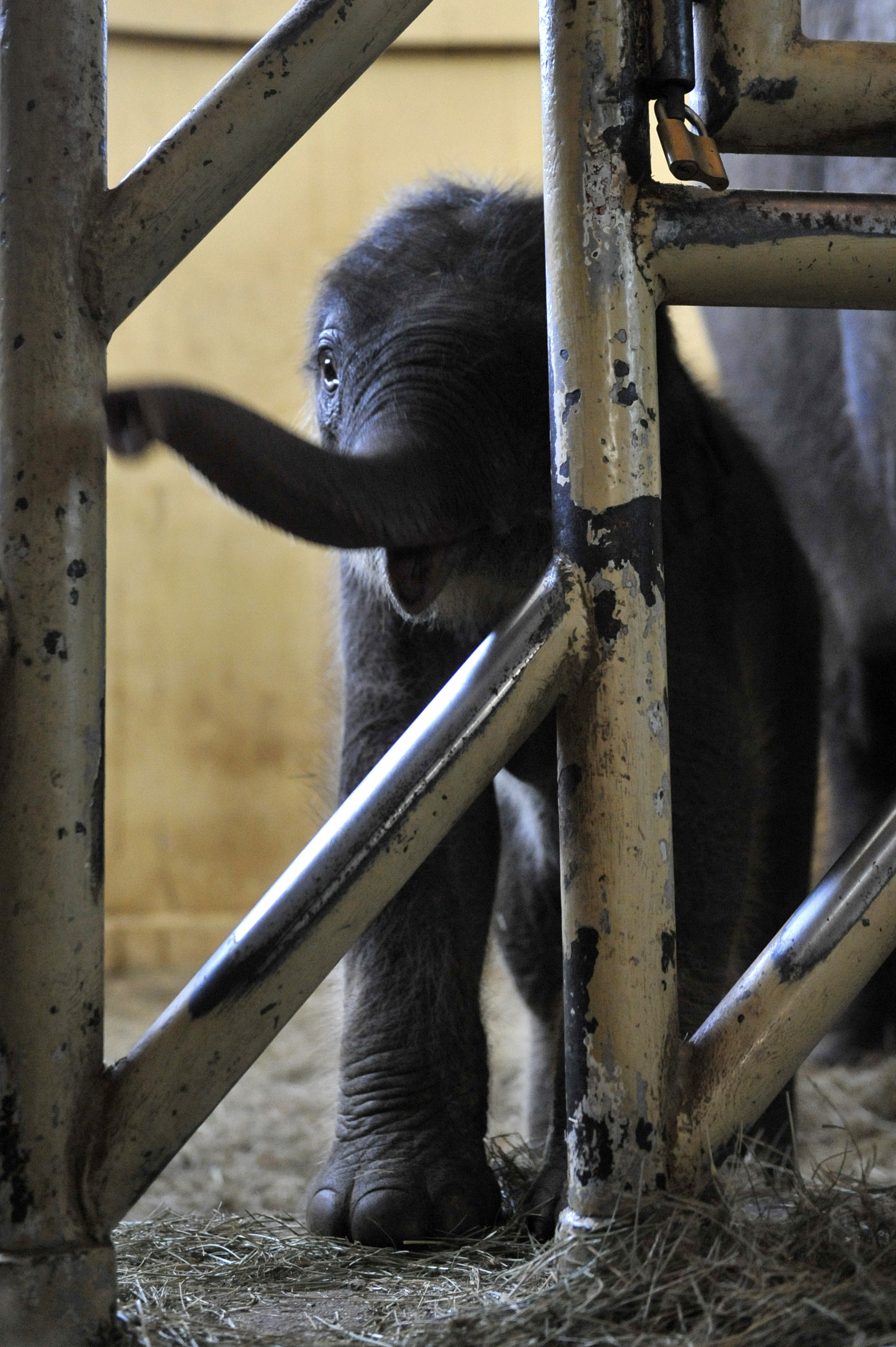 Itt a legfrissebb fotó a budapesti elefántborjúról