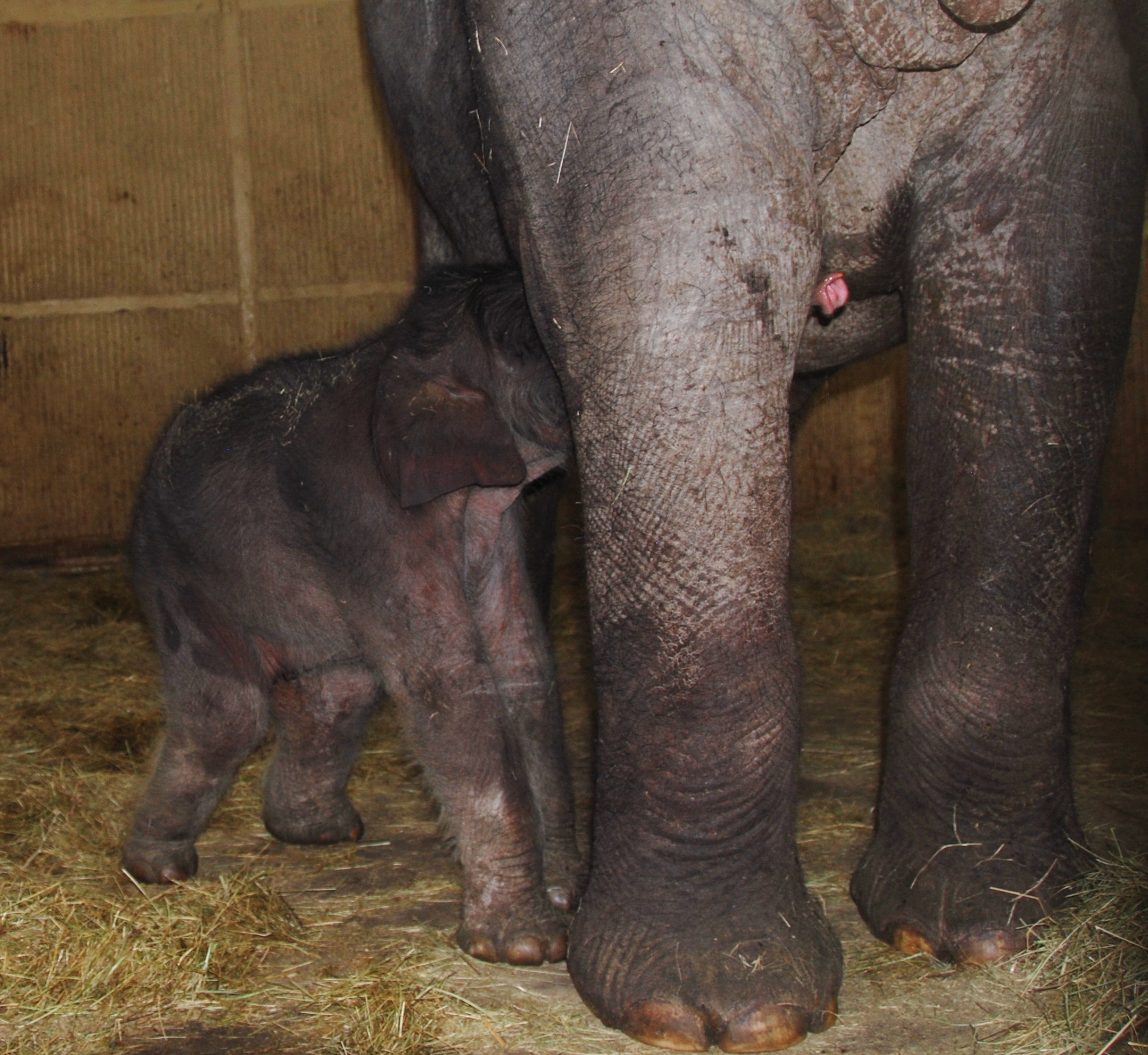 Hétfő reggeli könnyfakasztó: Rózsaszín az újszölött elefánt ormánya vége
