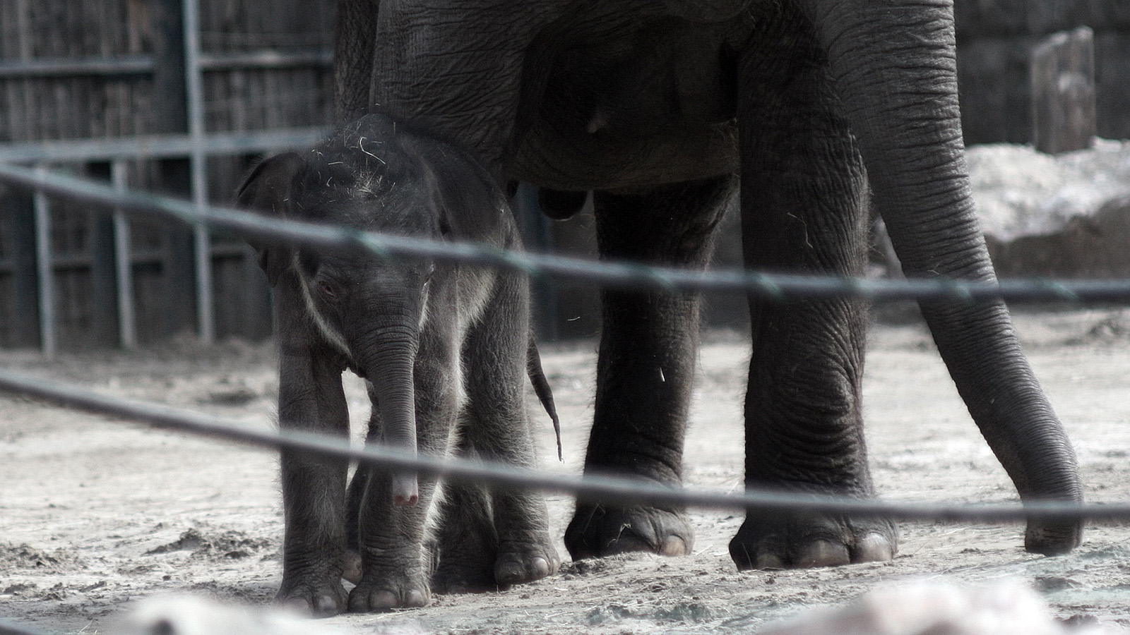 Cukiságtúladagolás: rengeteg klassz kép az újszülött kiselefántról
