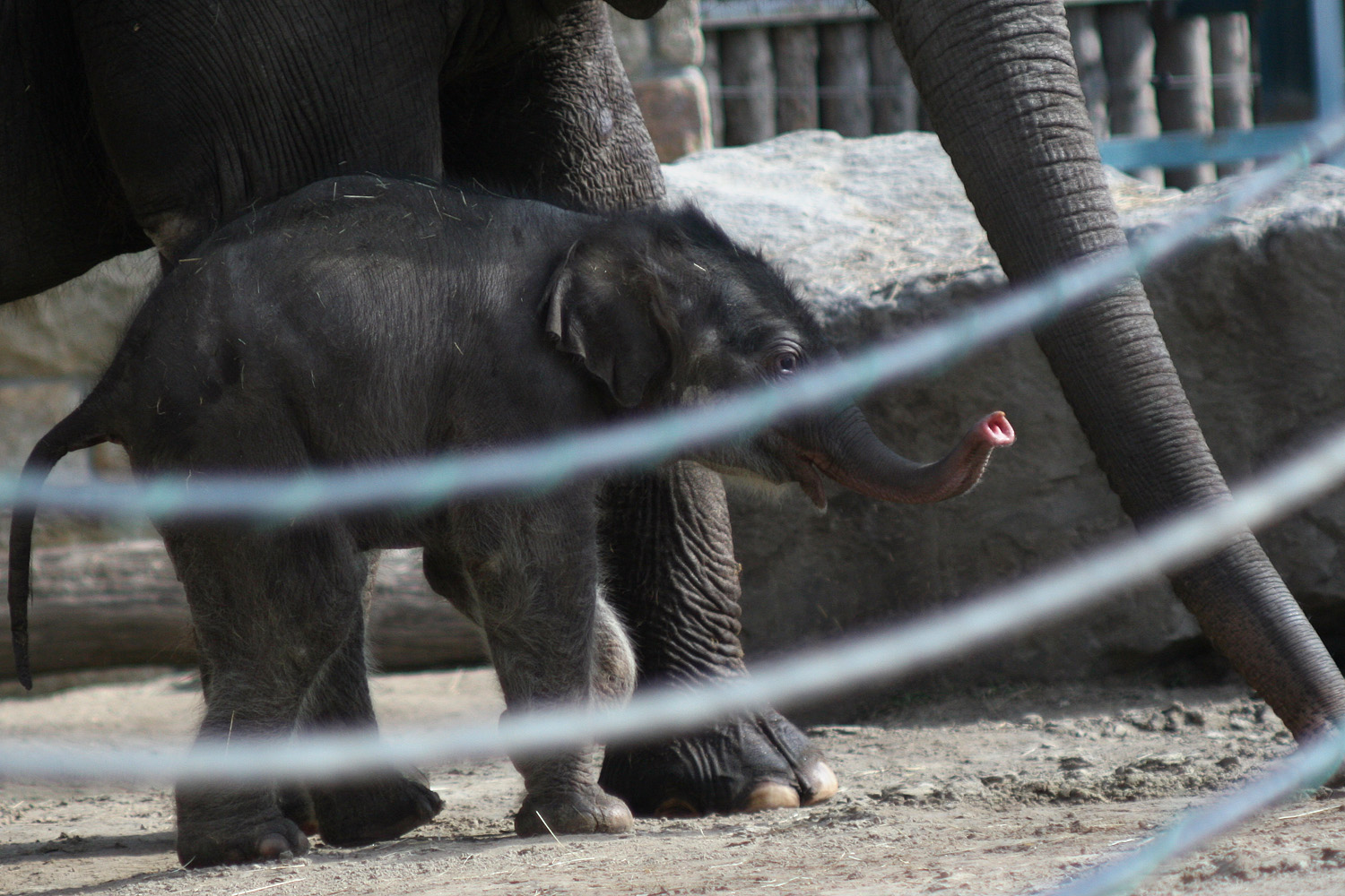 Illustration for article titled Cukiságtúladagolás: rengeteg klassz kép az újszülött kiselefántról
