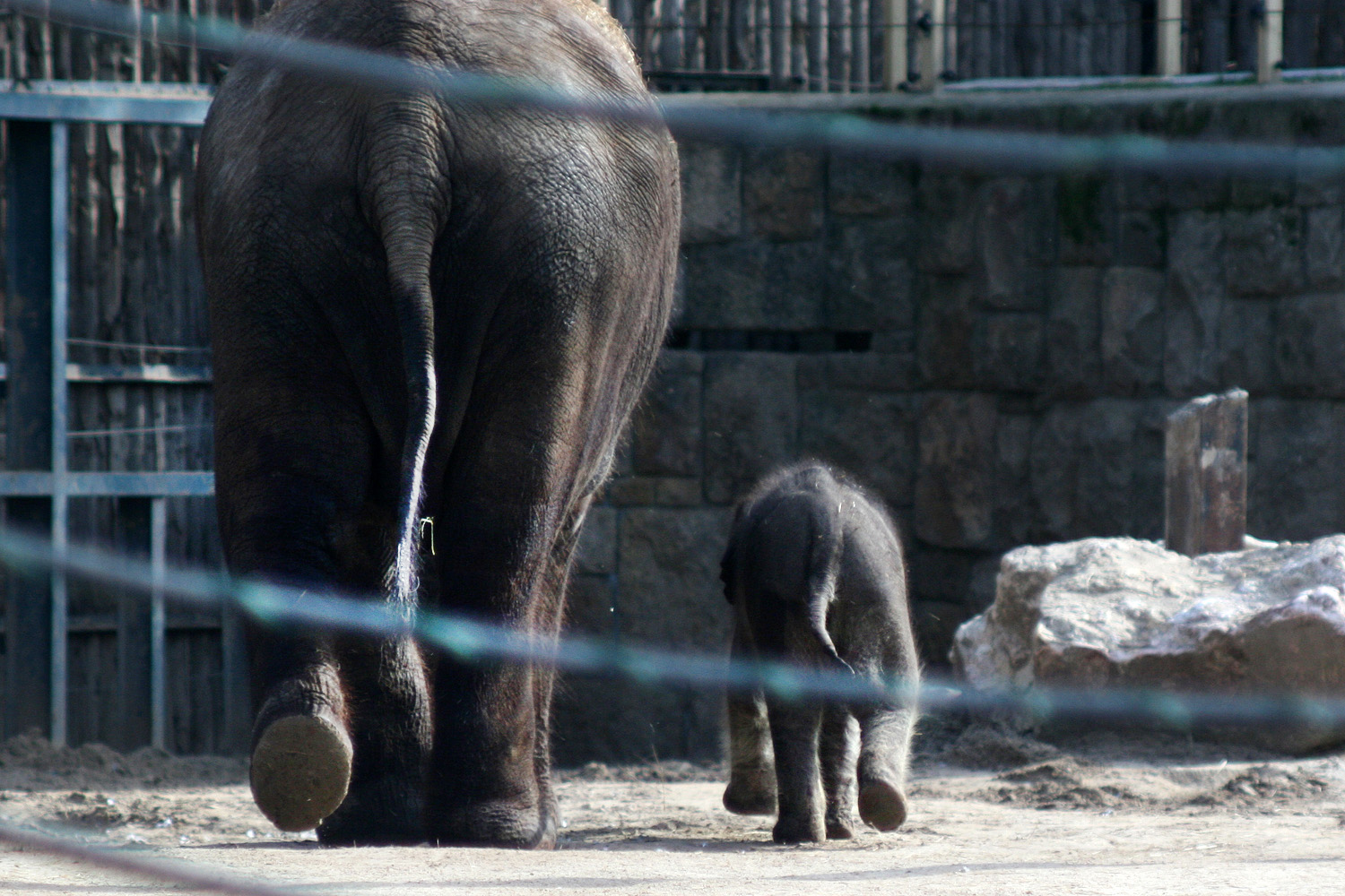 Illustration for article titled Cukiságtúladagolás: rengeteg klassz kép az újszülött kiselefántról