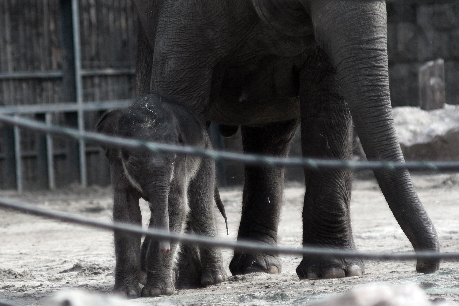 Illustration for article titled Cukiságtúladagolás: rengeteg klassz kép az újszülött kiselefántról