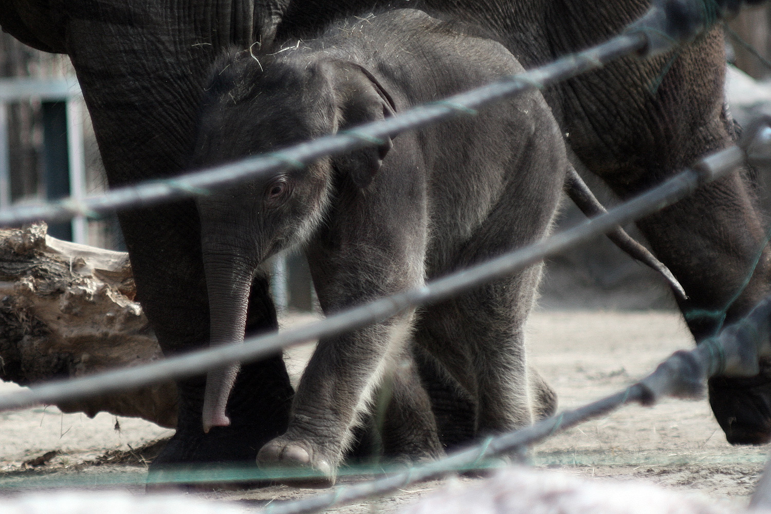 Illustration for article titled Cukiságtúladagolás: rengeteg klassz kép az újszülött kiselefántról