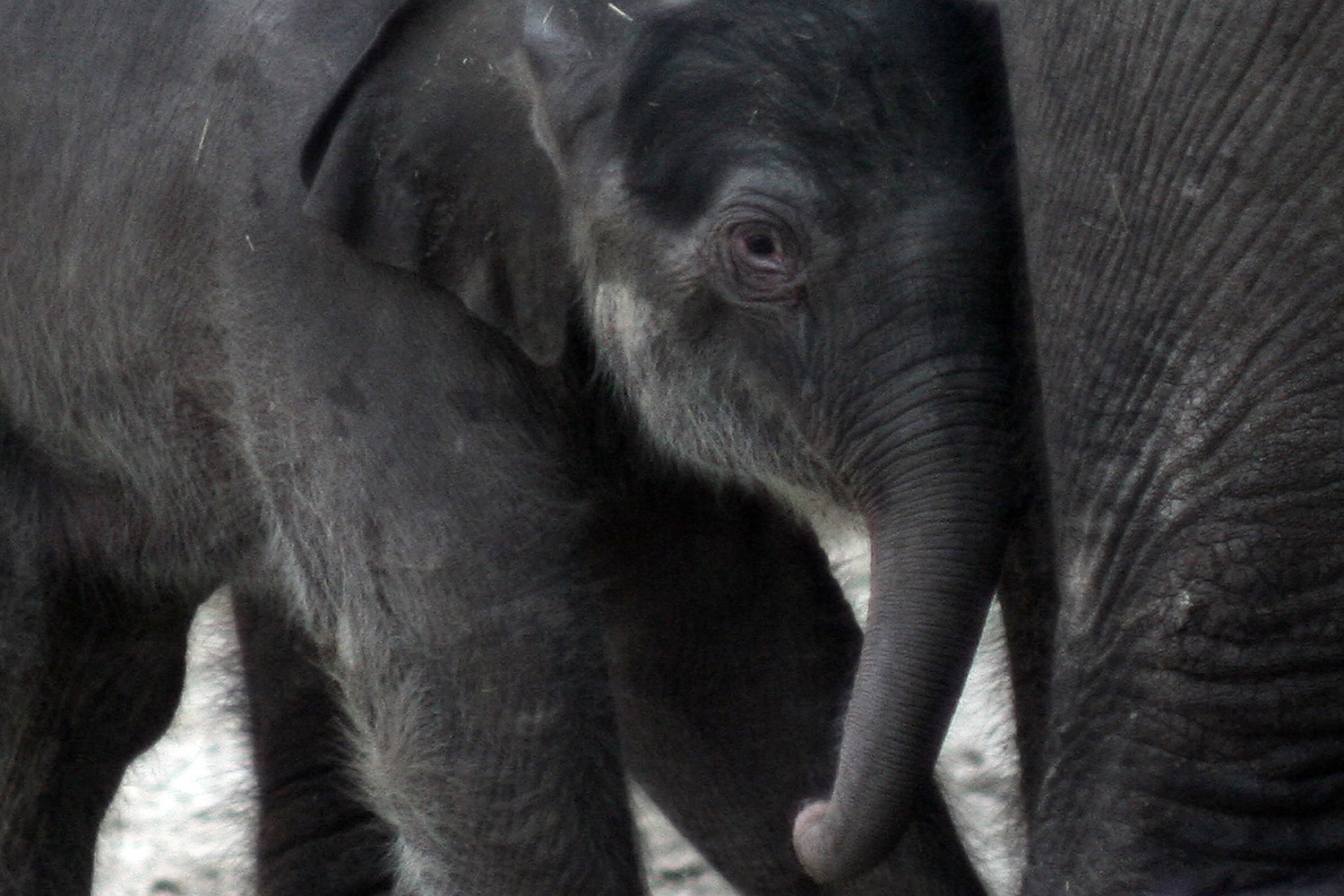 Asha lett az őrülten cuki kiselefánt neve