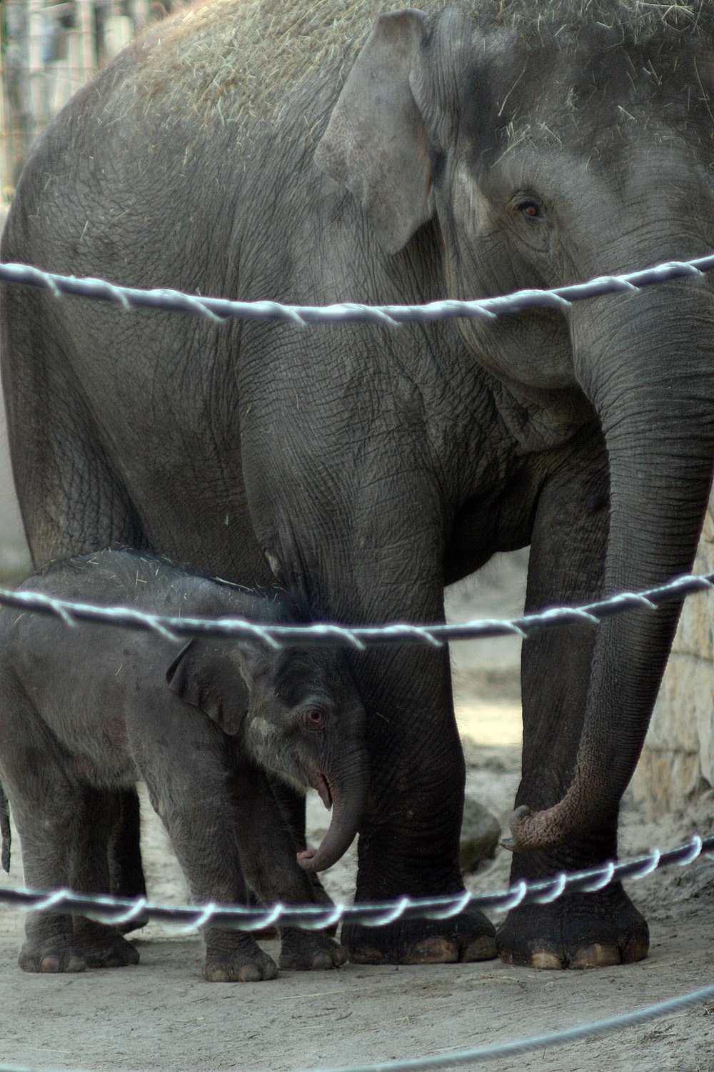 Illustration for article titled Cukiságtúladagolás: rengeteg klassz kép az újszülött kiselefántról