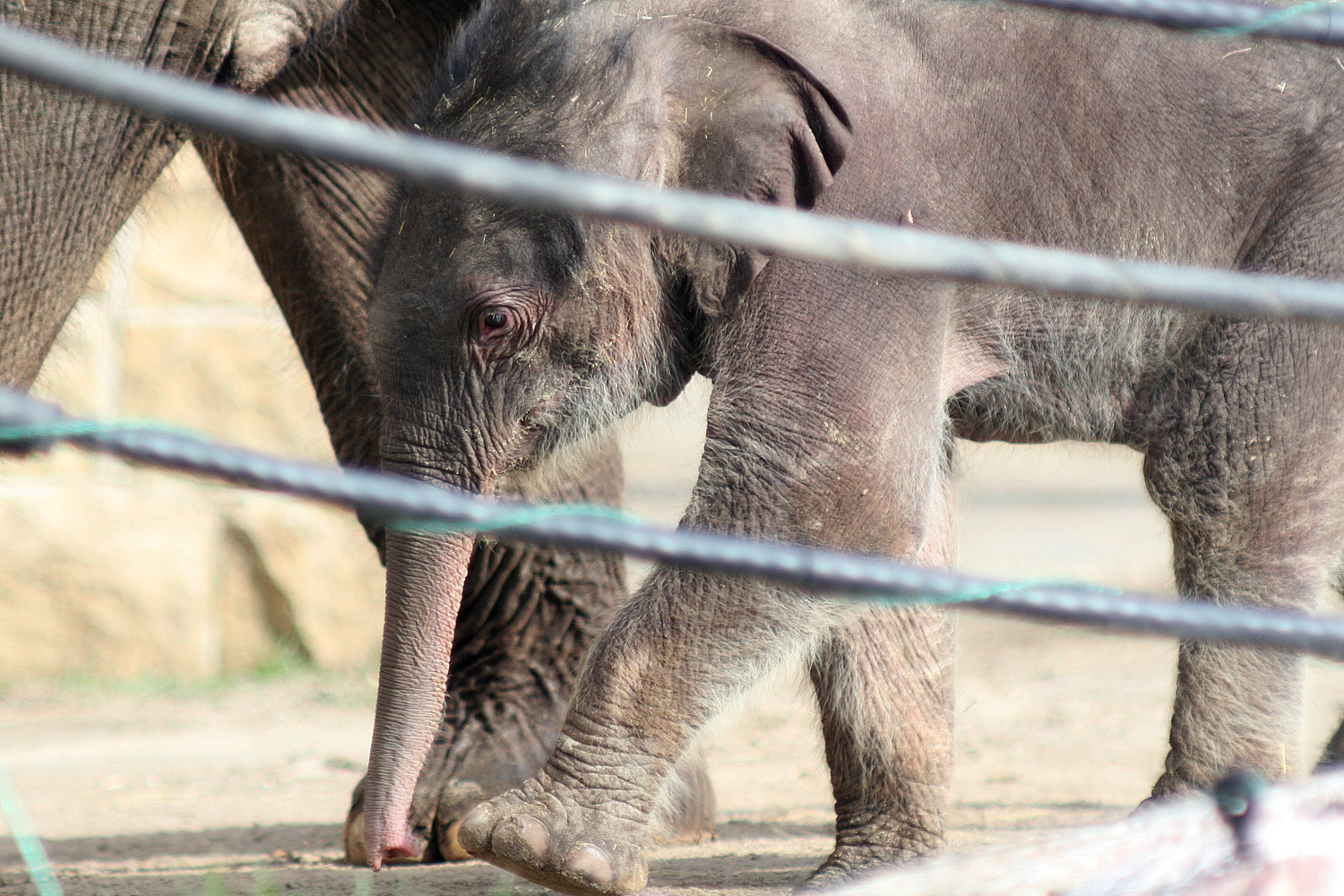 Illustration for article titled Cukiságtúladagolás: rengeteg klassz kép az újszülött kiselefántról