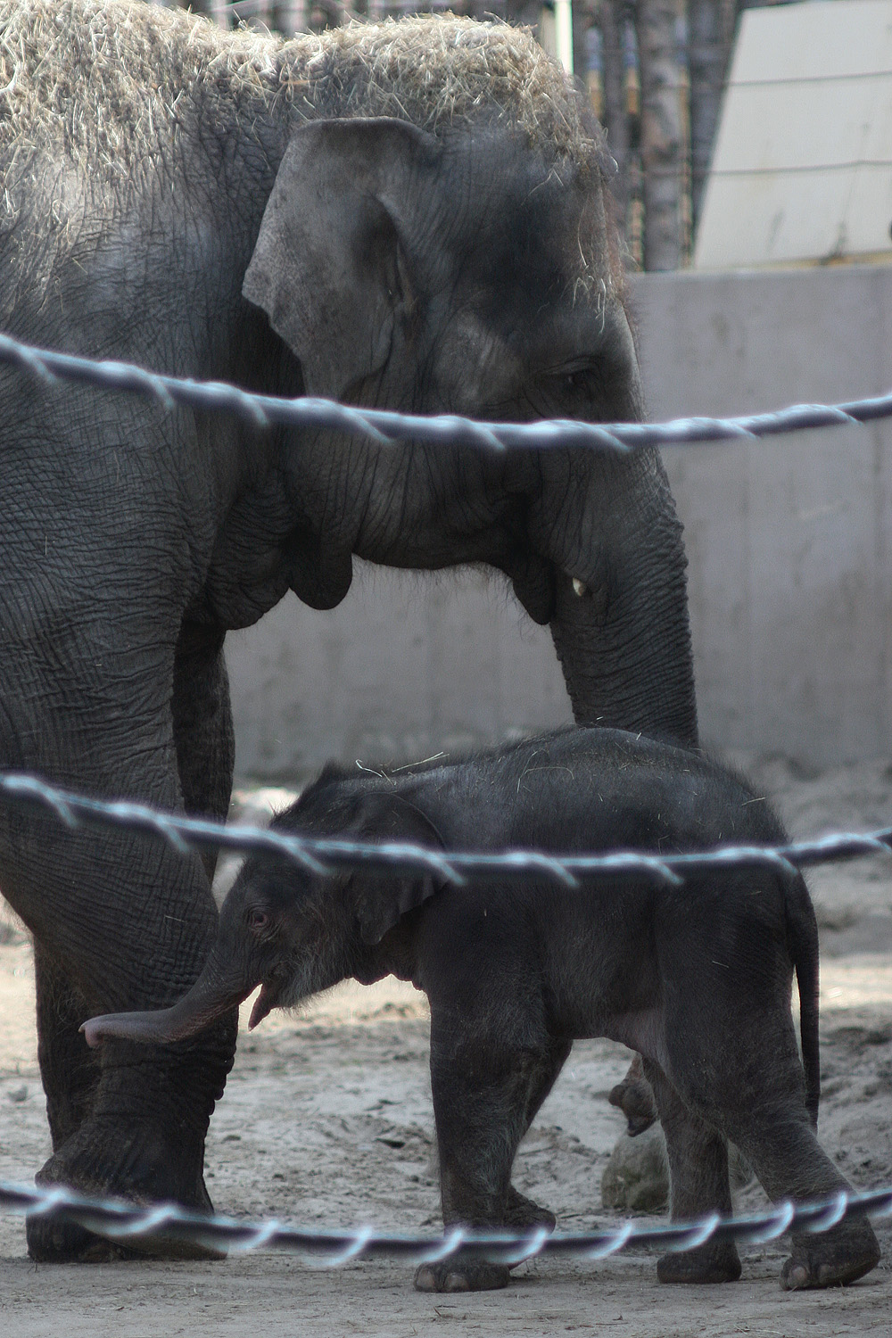 Illustration for article titled Cukiságtúladagolás: rengeteg klassz kép az újszülött kiselefántról