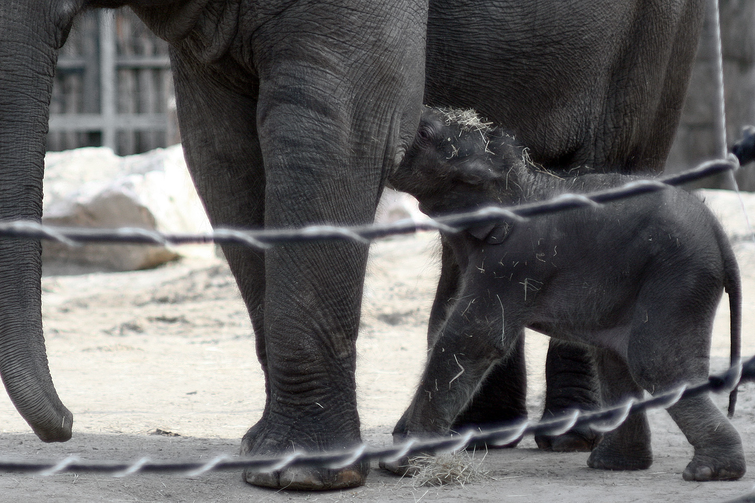 Illustration for article titled Cukiságtúladagolás: rengeteg klassz kép az újszülött kiselefántról