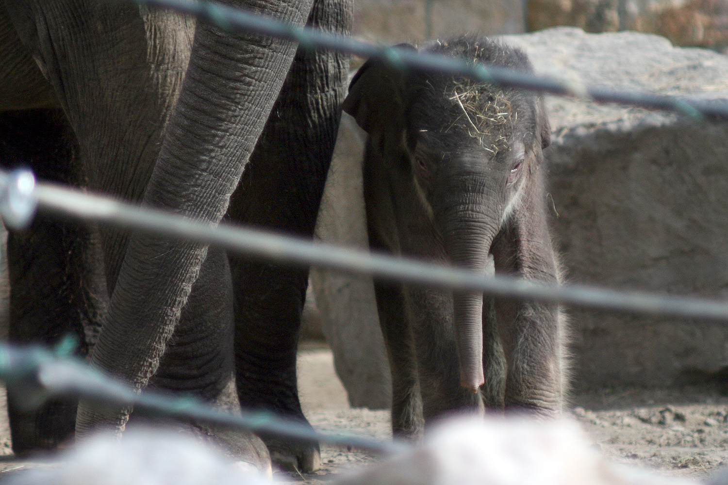 Illustration for article titled Cukiságtúladagolás: rengeteg klassz kép az újszülött kiselefántról