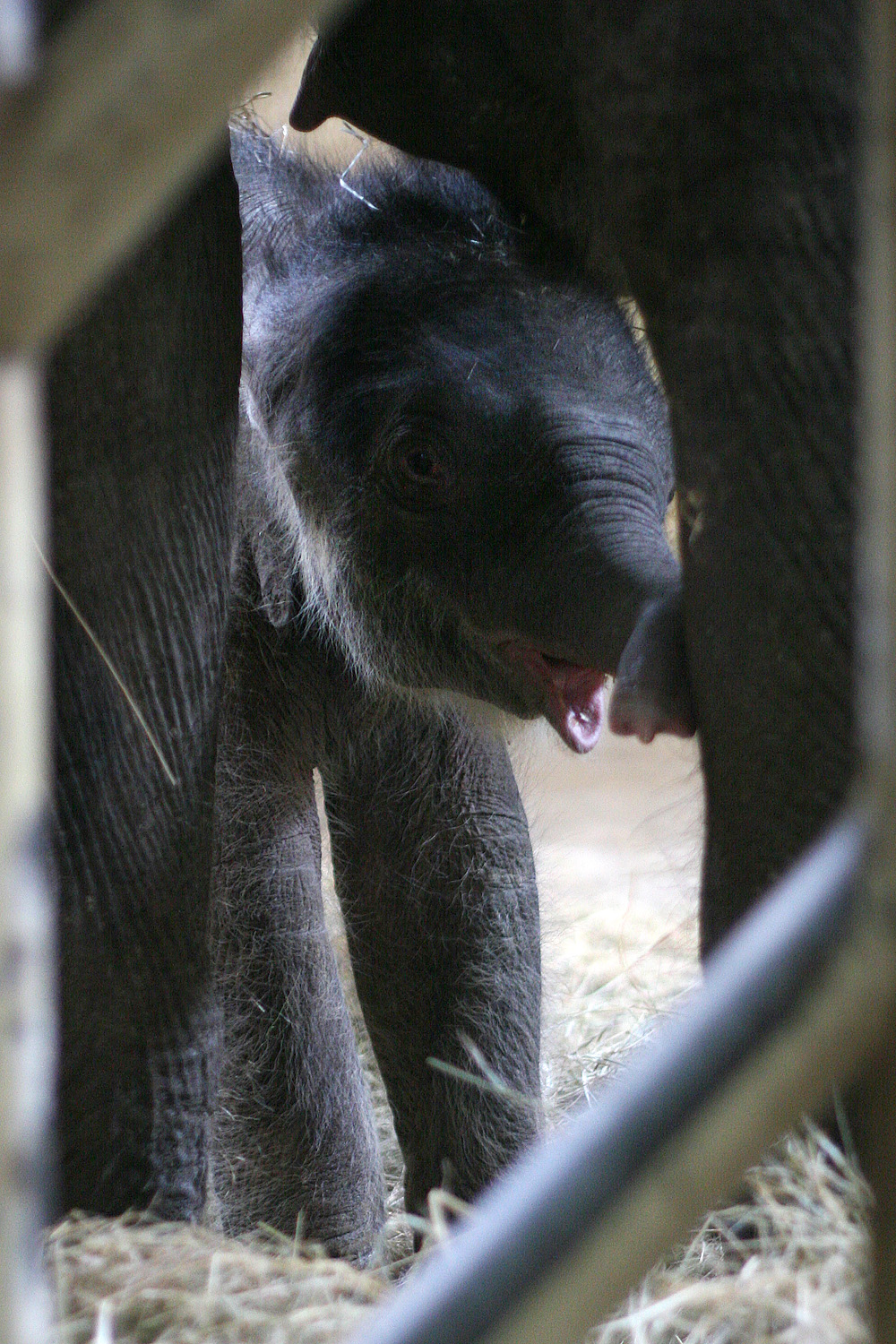 Illustration for article titled Cukiságtúladagolás: rengeteg klassz kép az újszülött kiselefántról
