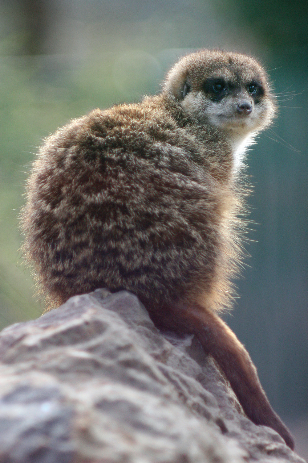 Illustration for article titled Cukiságtúladagolás: rengeteg klassz kép az újszülött kiselefántról