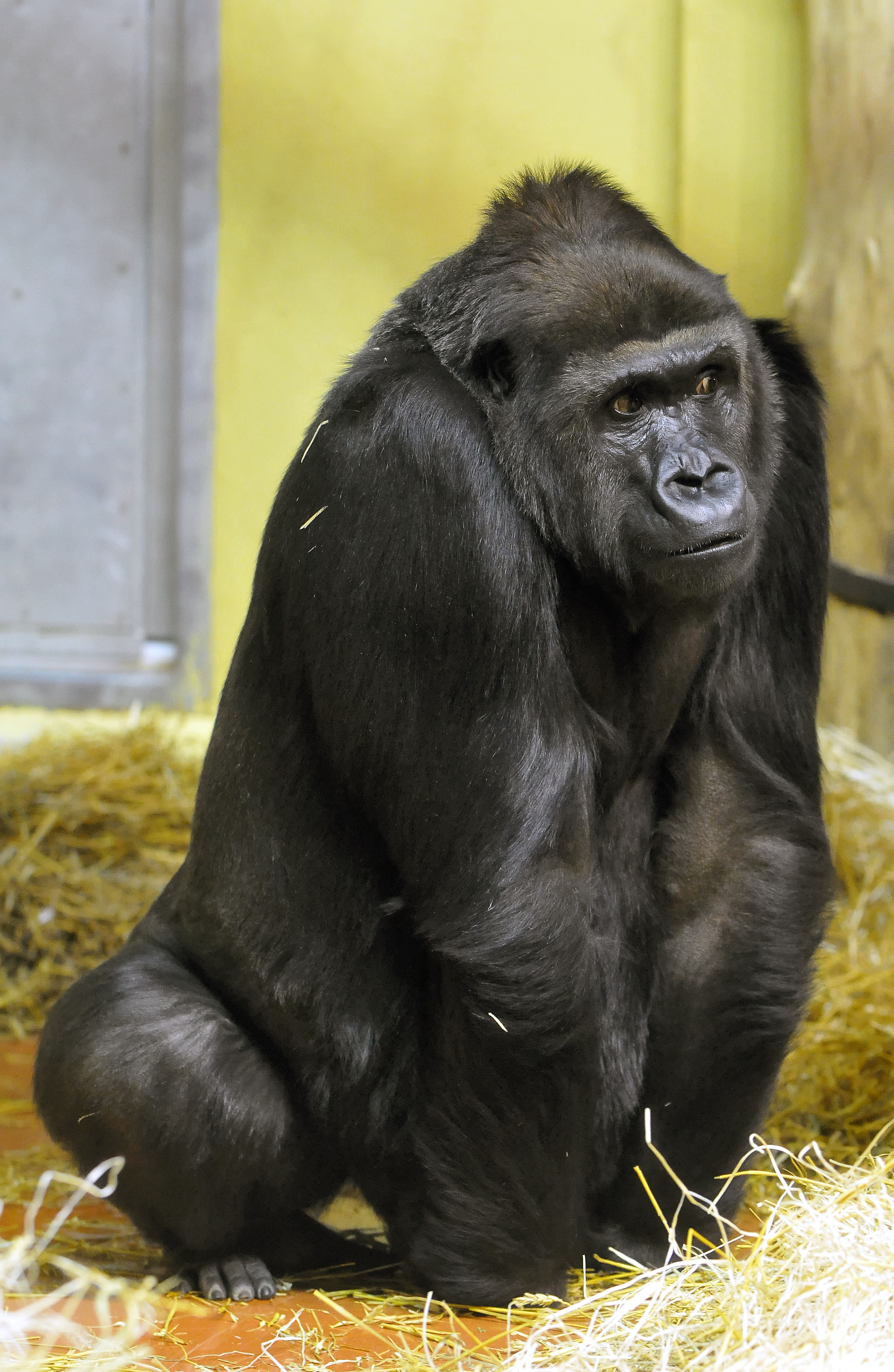 Íme A Lény Akire Matolcsy Miatt Senki Sem Figyelt