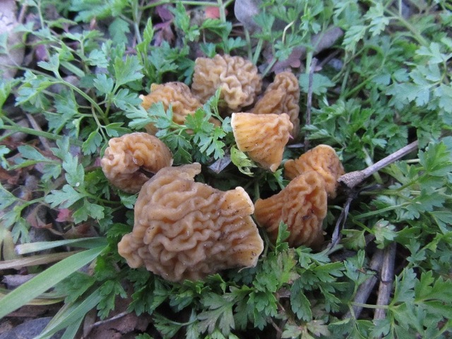 Illustration for article titled Itt a tavasz, dagad a deutschtomi